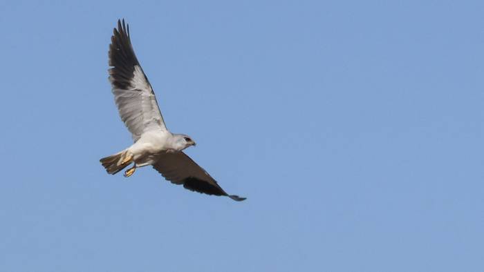 Black-shouldered Kite, Marcus John.jpg
