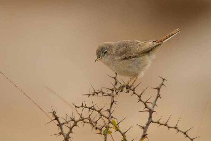Asian Desert Warbler shutterstock_1258492741.jpg