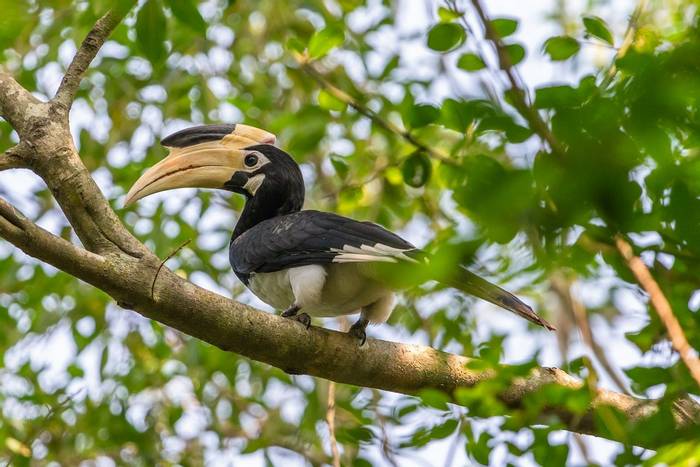 Malabar Pied Hornbill, Yala National Park, Sri Lanka shutterstock_1299978739.jpg