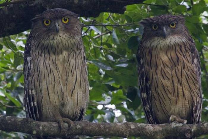 Brown Fish Owls (Colin Brown)