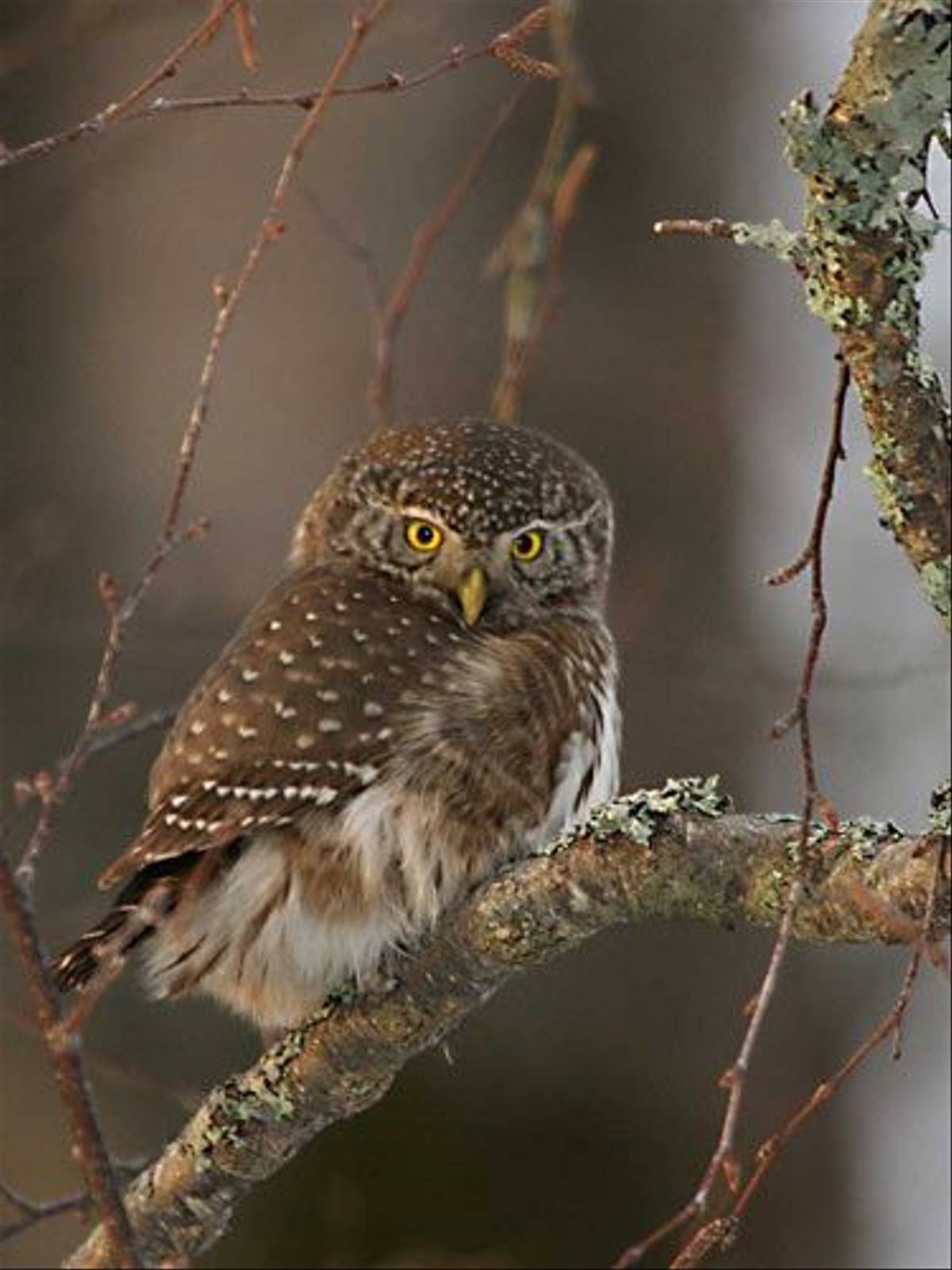 Pygmy Owl (Michael Bergman)