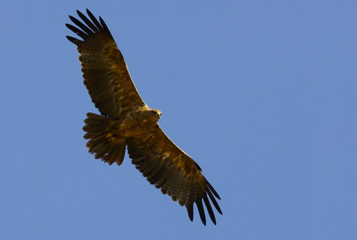 Golden Eagle Shutterstock 7651954