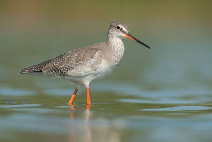 Spotted Redshank shutterstock_1364349140.jpg