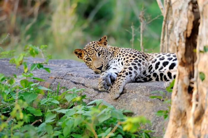 Leopard, Yala, Sri Lanka Shutterstock 234270886