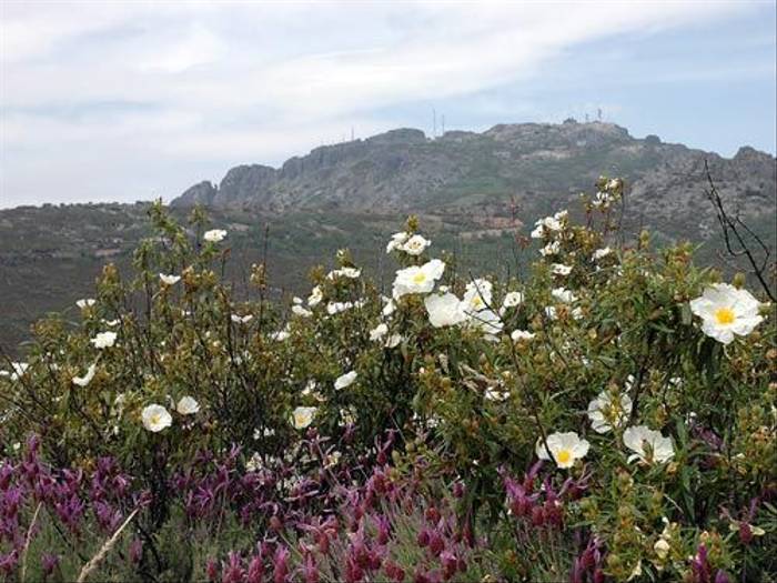 Flowers of Extremadura (David Morris)