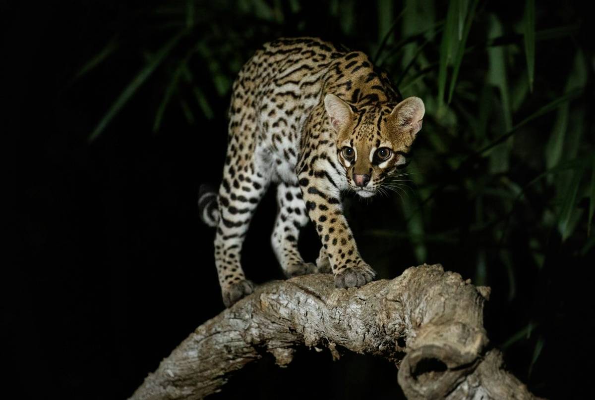 Ocelot, Southwild Pantanal