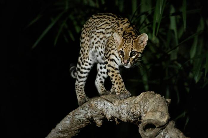 Ocelot, Southwild Pantanal