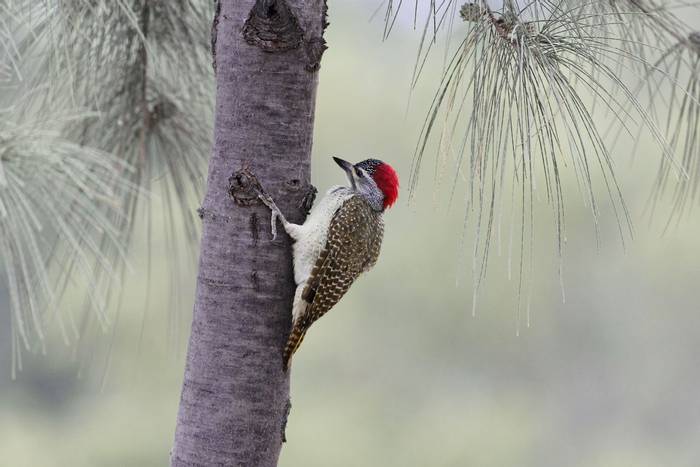 Fine-spotted Woodpecker, West Africa shutterstock_1253554954.jpg