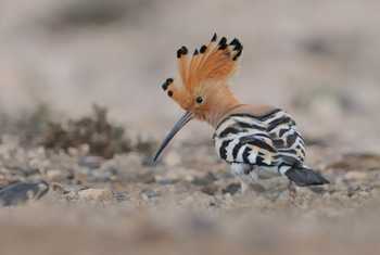 Eurasian Hoopoe