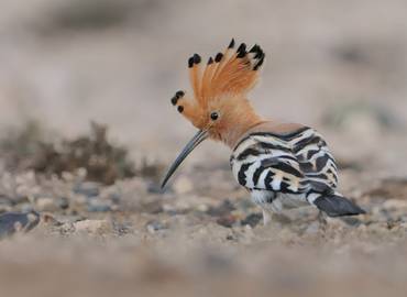 Mallorca - A Beginner Birdwatching Tour