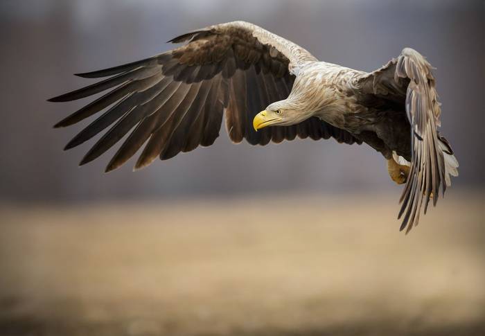 UK - white-tailed sea eagle. shutterstock_183068036.jpg