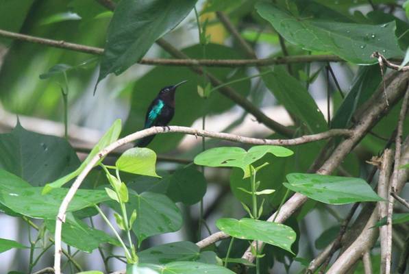 Purple-throated Carib, St Lucia