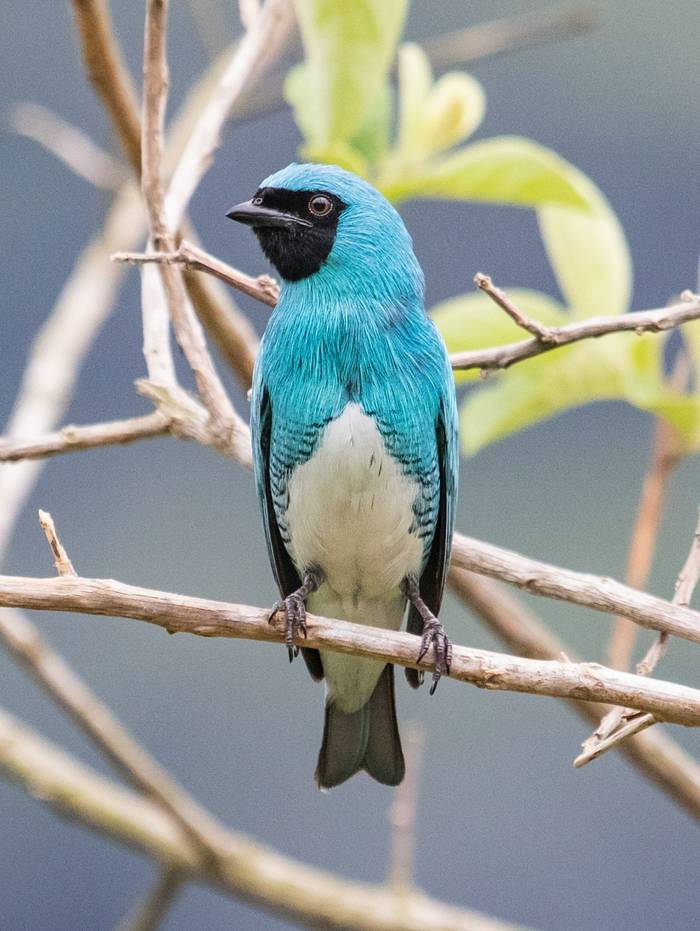 Swallow Tanager, Bolivia