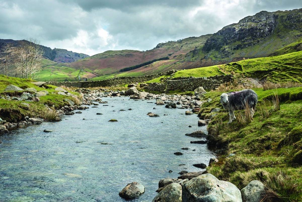 Langdale Fell: Landscape of Langdale Fell in the Lake District National Park, Cumbria, England with a native Herdwick sheep …
