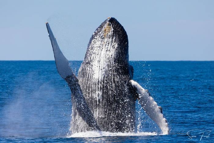 Humpback Whale.jpg