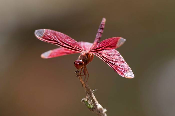 Fulvous Forest Skimmer Dragonfly, Cat Tien National Park, Vietnam shutterstock_1039456588.jpg