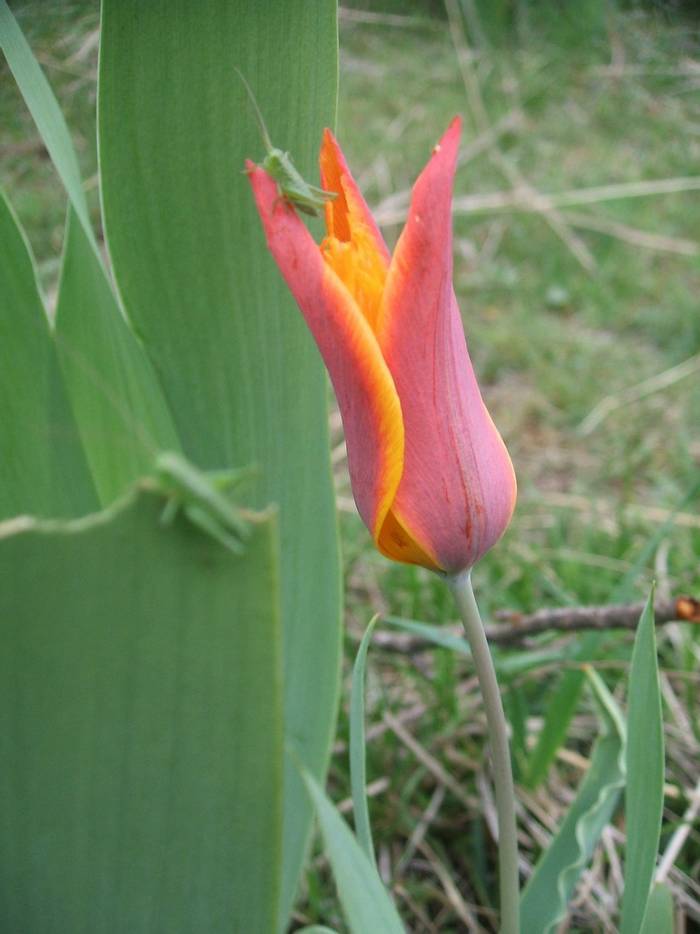 Tulipa ostrowskiana © John Shipton