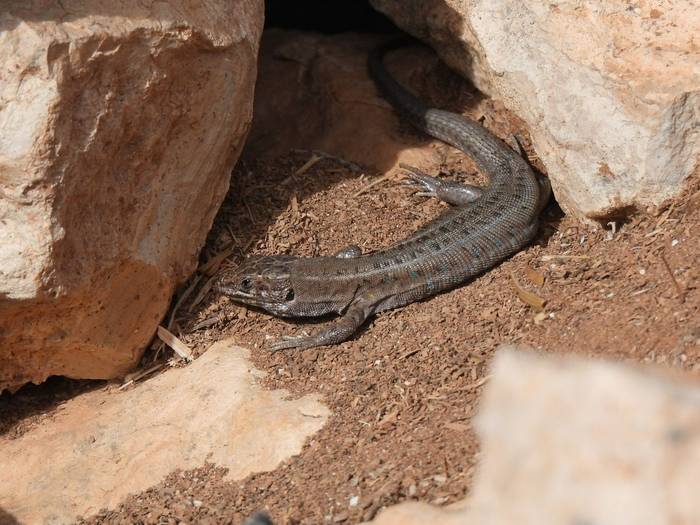 Atlantic Lizard © Neil Sherman, November 2025 tour