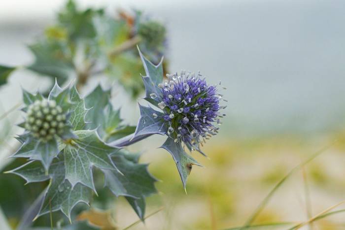 Sea Holly