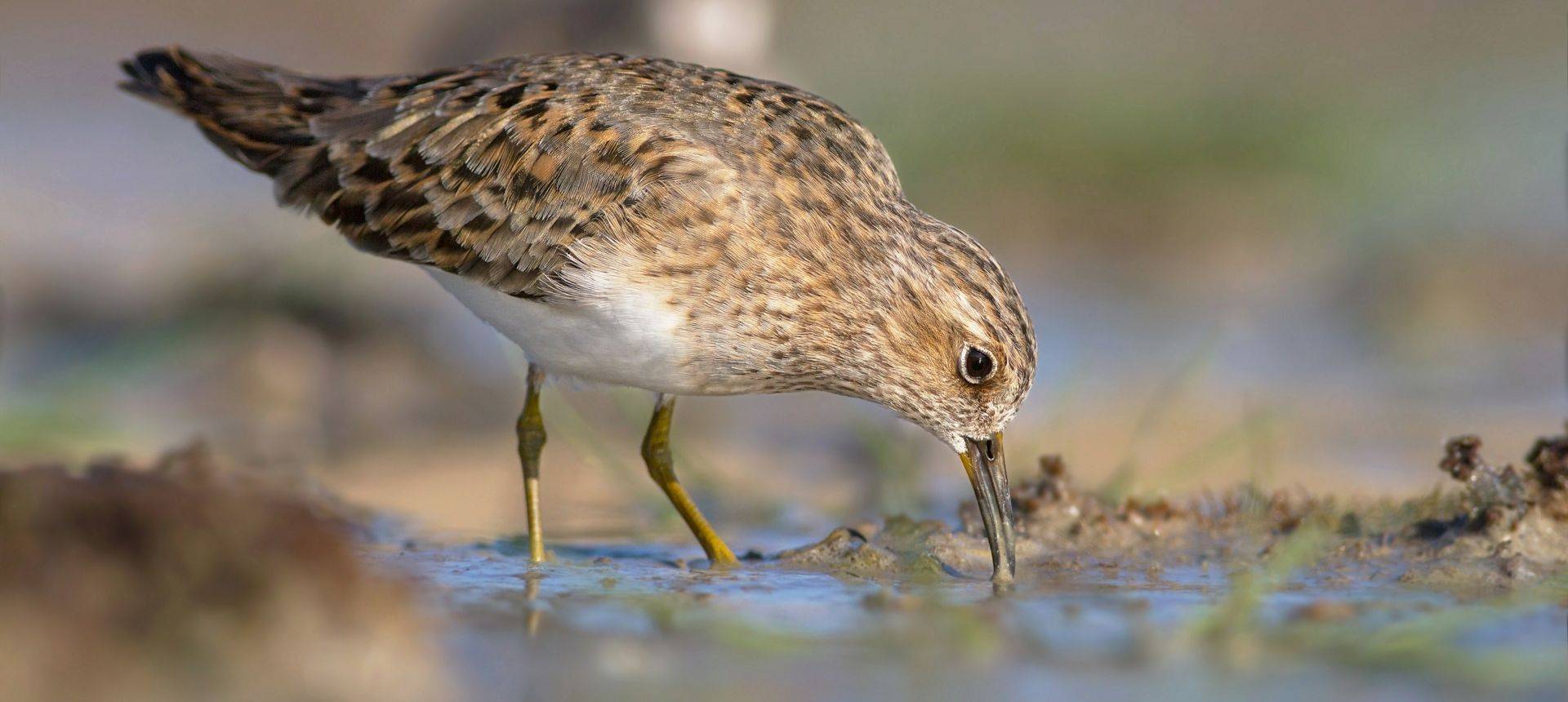 Temminck's Stint