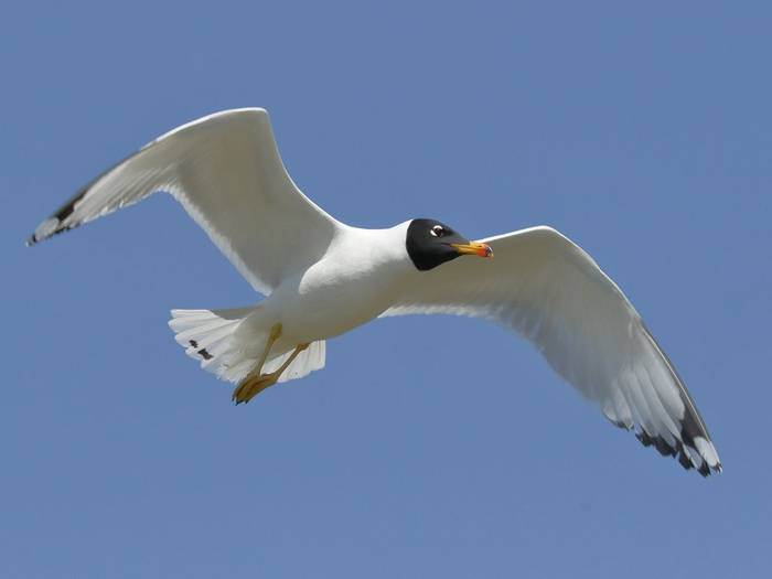 Pallas's Gull (Kevin Elsby)