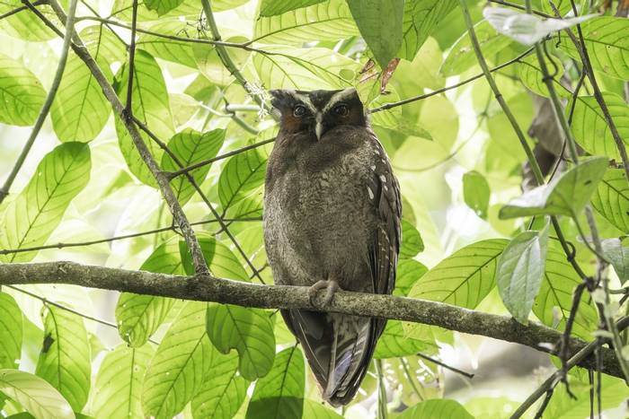 Crested Owl, Costa Rica, 30 March 2022, KEVIN ELSBY FRPS.jpg