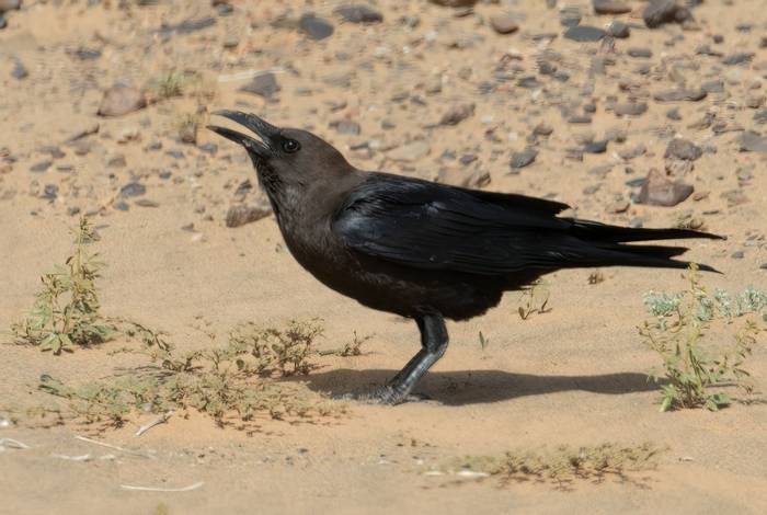 Brown-necked Raven © Chris Griffin, March 2022