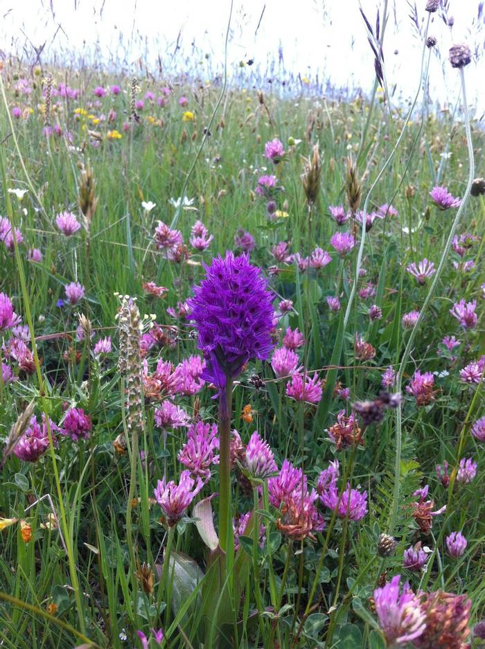 Pyramidal Orchid in Sibilini meadow (Philip Thompson)