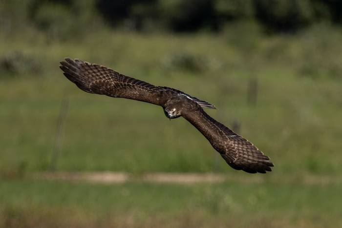 Snail Kite © James Warren, May 2026 (2).jpg