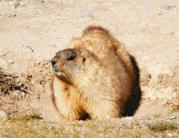Mongolian Marmot