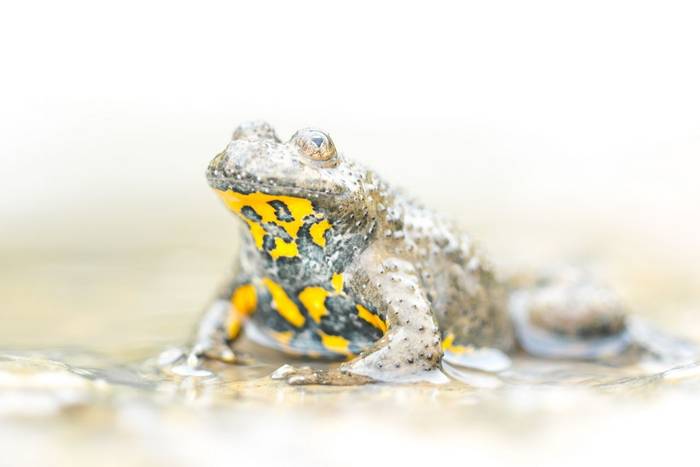 Yellow-bellied Toad (Bombina variegata) © Simone Giachello