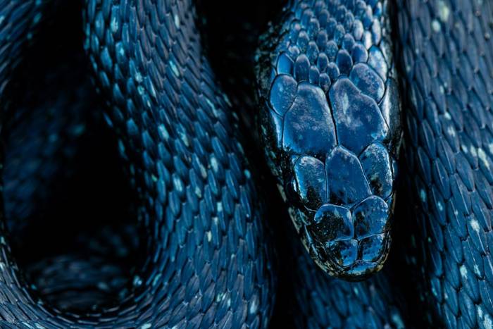 Melanistic Barred Grass Snake (Natrix helvetica) © Simone Giachello