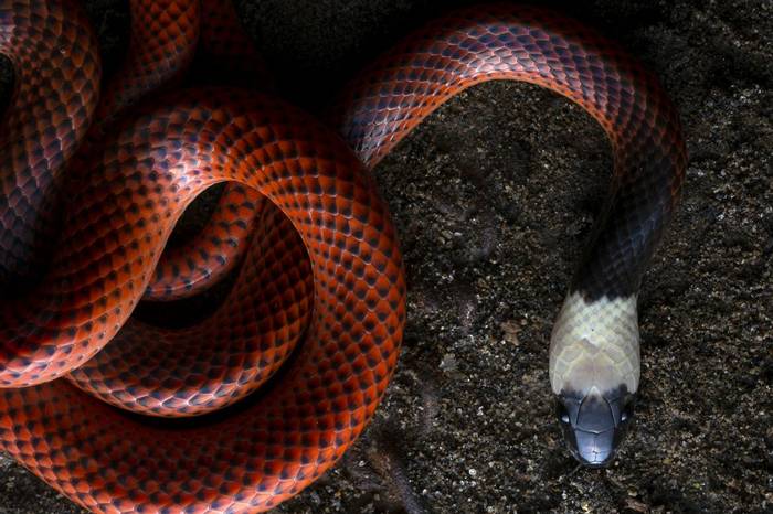 Black-collared Snake (Drepanoides anomalus) © Jaime Culebras
