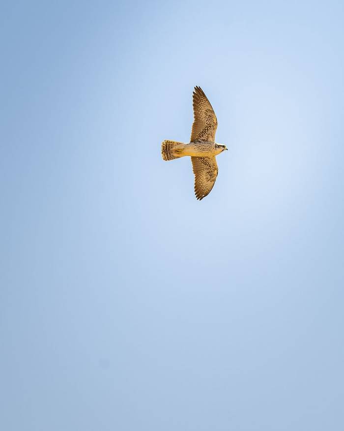 Lanner Falcon © Adam Court, March 2026 tour