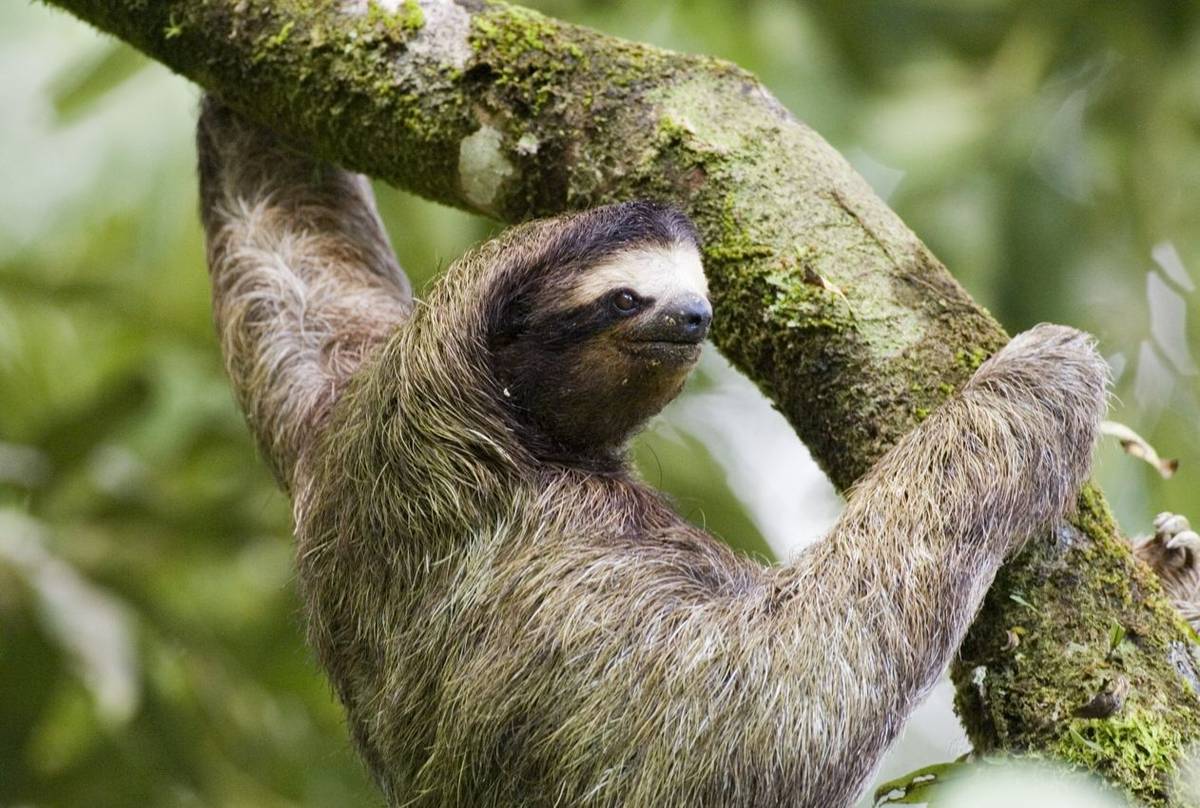 Three-toed sloth by David Tipling.jpg