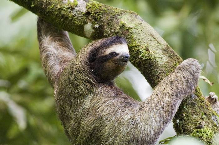 Three-toed sloth by David Tipling.jpg