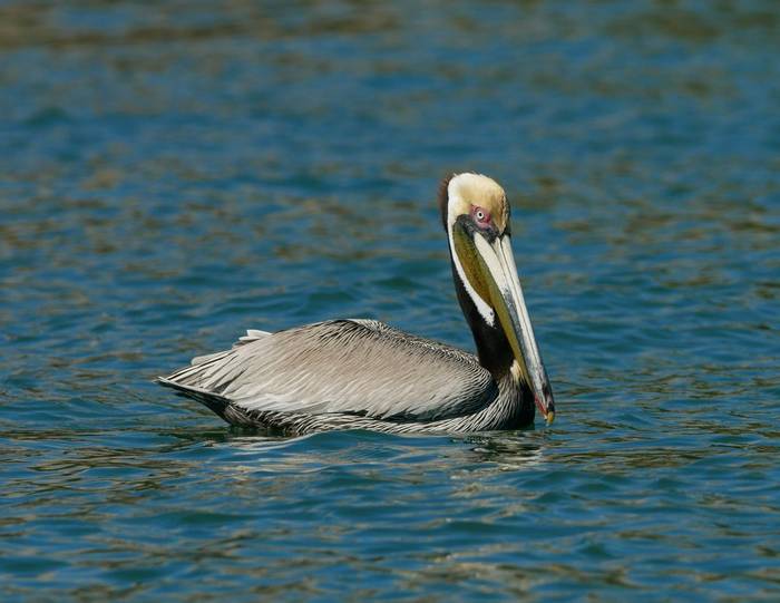 Brown Pelican © Connell