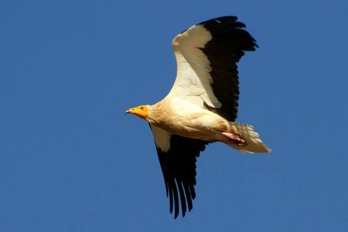 Egyptian Vulture (Chris Hodge).JPG