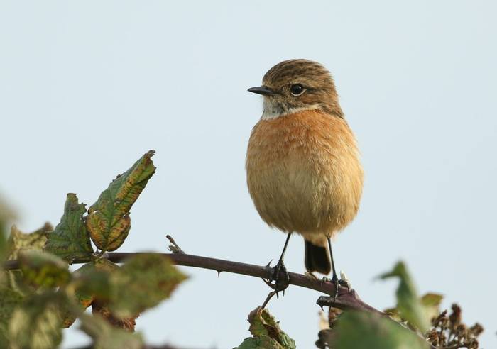 Stonechat shutterstock_1859844328.jpg