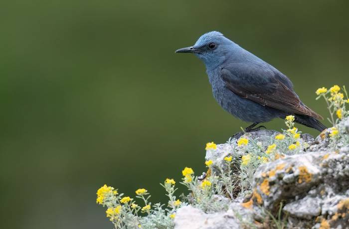 Blue Rock Thrush © Chris Griffin, April 2025