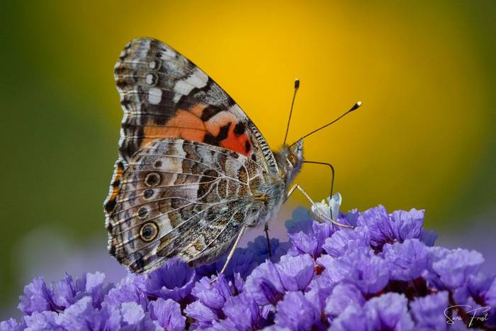 American Painted Lady (Sara Frost).jpg
