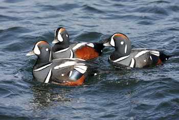 Harlequin Ducks. Shutterstock 24709375