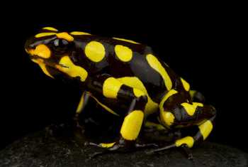 Harlequin Poison Frog (Oophaga histronica)