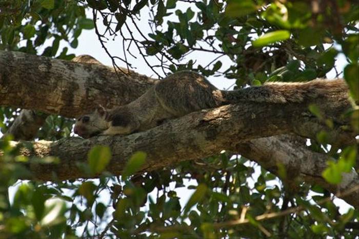 Grizzled Giant Squirrel, Yala National Park (David Allison)