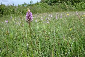 Field Full of Spotted Orchids (Ed Drewitt)