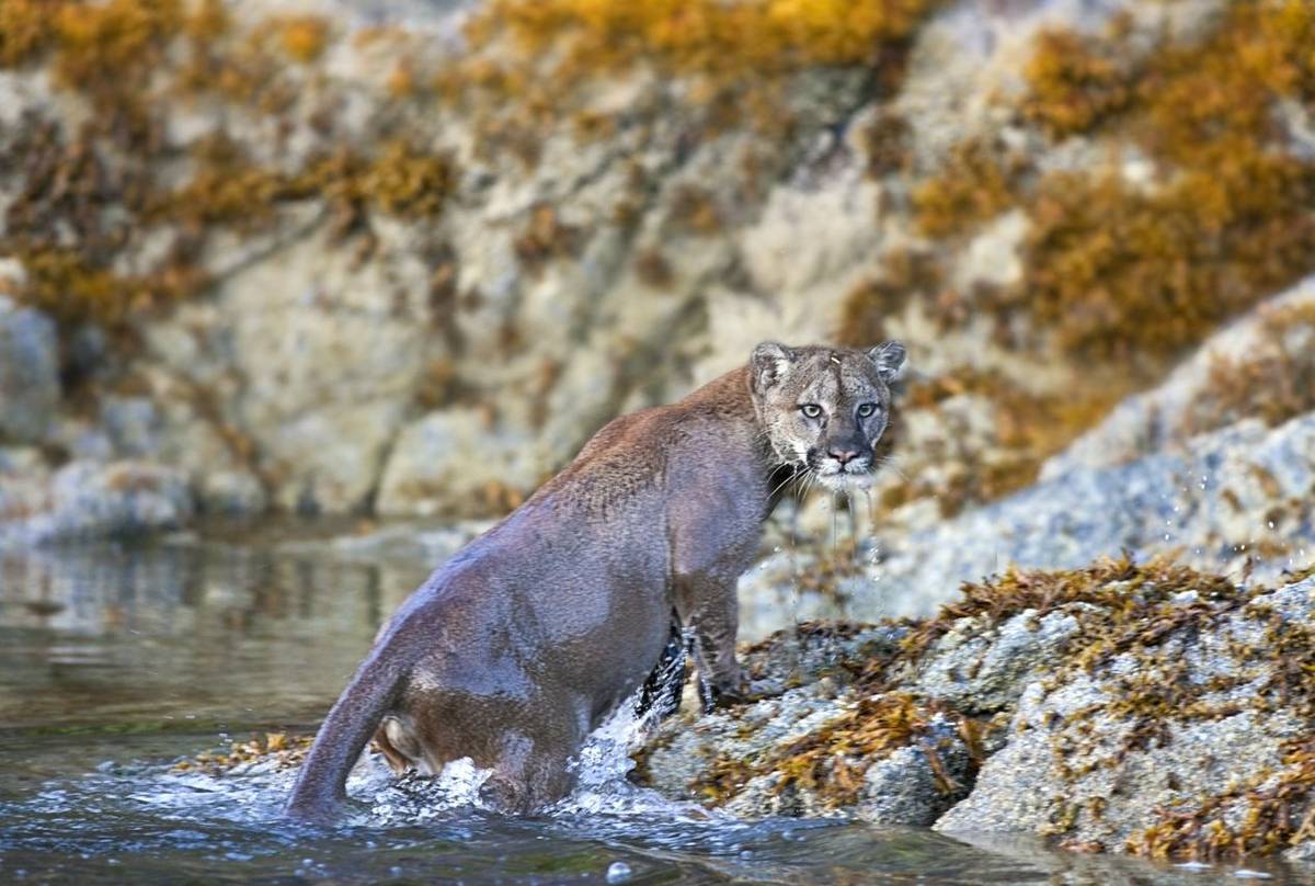 Cougar (Gill Merritt)