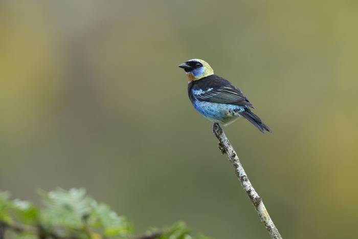 Golden-hooded Tanager © Oliver Smart, April 2026 tour