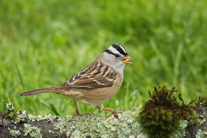 White-crowned Sparrow shutterstock_17943856.jpg