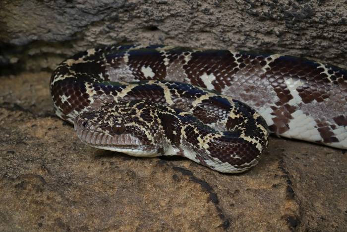 Western Madagascar Tree Boa (Sanzinia volontany) © Bobby and Laura Bok, March 2026
