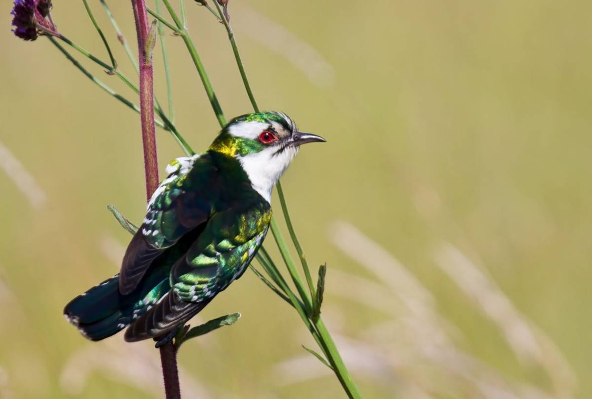 Diederick Cuckoo South Africa Shutterstock 130853390